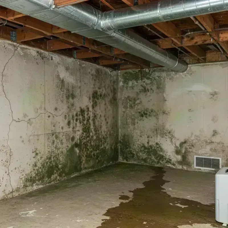 Professional Mold Removal in Southglenn, CO